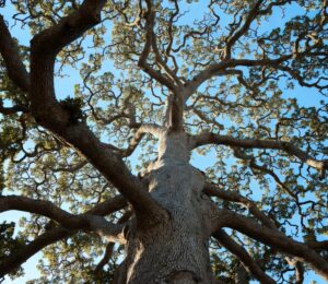 Oak trees are one of HOAs greatest assets.