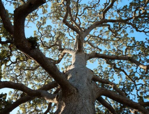 A Patent on Tree Care