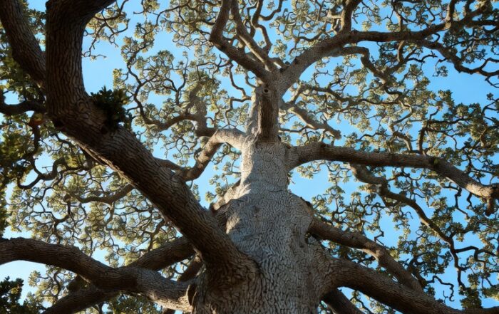 Oak trees are one of HOAs greatest assets.