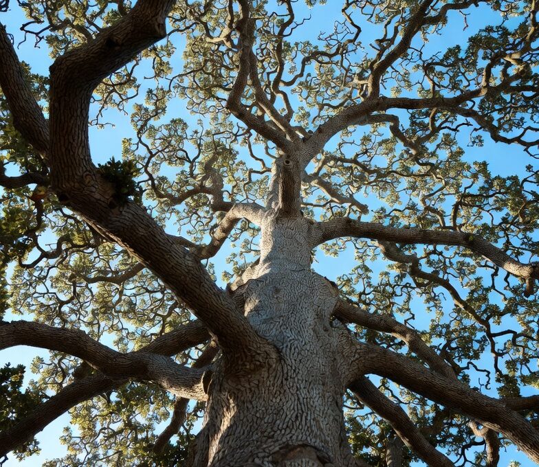 Oak trees are one of HOAs greatest assets.